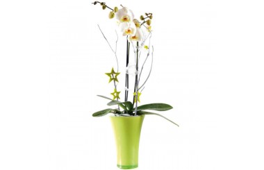 L'Agitateur Floral | image de l'Orchidée blanche double branche