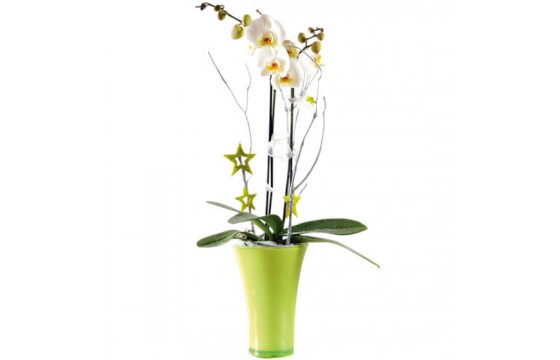 L'Agitateur Floral | image de l'Orchidée blanche double branche