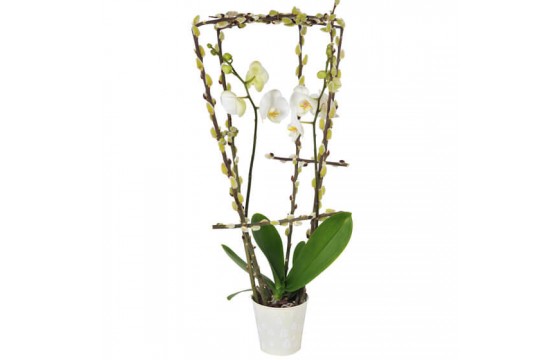 L'Agitateur Floral | image de l'orchidée phalaenopsis blanche double branche du nom de L'Impératrice Cymbi