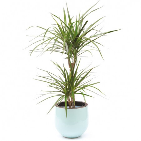 L'Agitateur Floral | image de la plante Dracaena