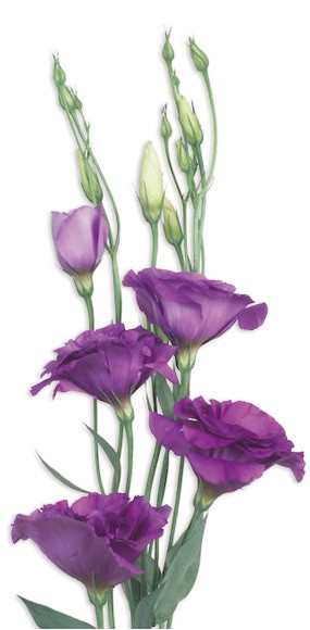 lisianthus bleu mauve du bouquet de fleurs