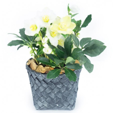 L'Agitateur Floral | Image de Hellébore la rose de Noël