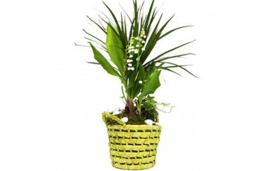 L'Agitateur Floral | image de la Composition Couleur Muguet