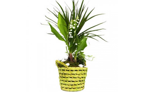 L'Agitateur Floral | image de la Composition Couleur Muguet