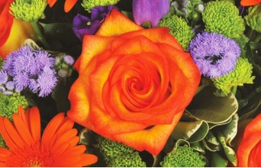 image d'une rose orange