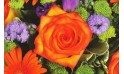 image d'une rose orange