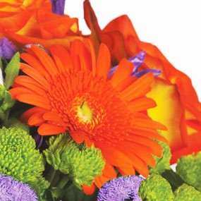 miniature du gerberas orange