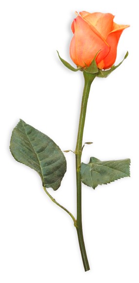 image d'une rose orange