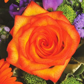 rose orange du bouquet majestueux