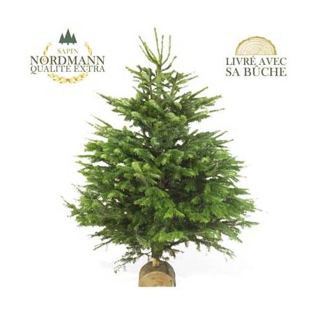 L'Agitateur Floral | image du Sapin Nordmann de Qualité Extra