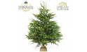 L'Agitateur Floral | image du Sapin Nordmann de Qualité Extra