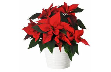 L'Agitateur Floral | image du Poinsettia rouge en fleurs
