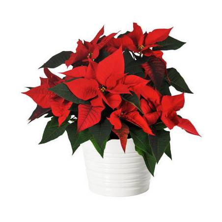L'Agitateur Floral | image du Poinsettia rouge en fleurs