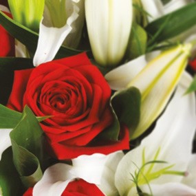 zoom sur une rose rouge | Mosaïque