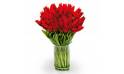 L'Agitateur Floral | image du Bouquet Rond de Tulipes Rouges