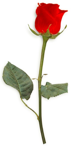 image d'une rose rouge