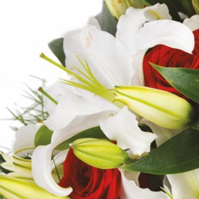 zoom sur un lys blanc | mozaïque