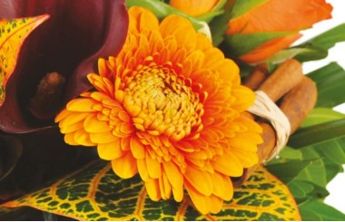 image d'un germini dans les tons oranges