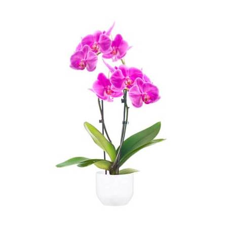 L'Agitateur Floral | image de l'Orchidée Double Branche Rose Mauve