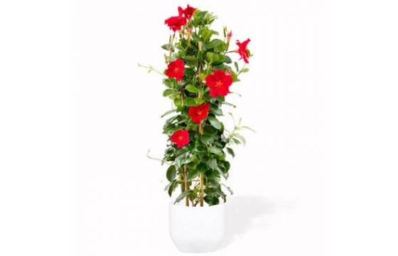 L'Agitateur Floral | image d'un magnifique Dipladenia Rouge