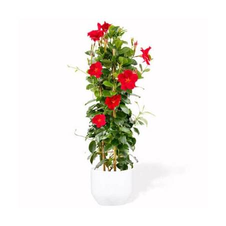 L'Agitateur Floral | image d'un magnifique Dipladenia Rouge