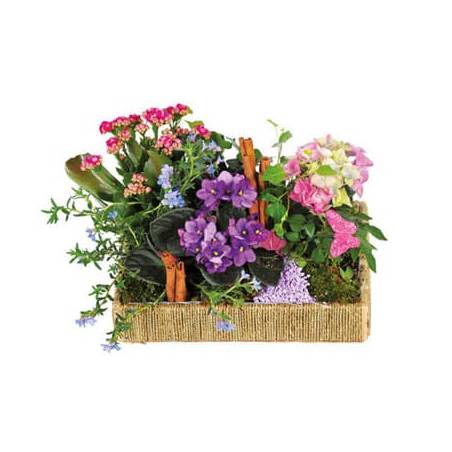 L'Agitateur Floral | image de l'assemblage de plantes le jardin enchanté