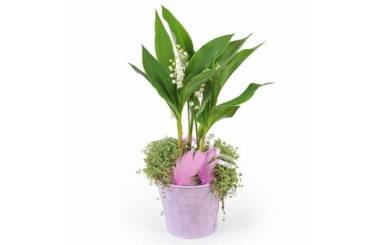 L'Agitateur Floral | Image de la Composition Rosée de Muguet