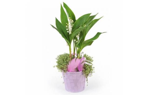 L'Agitateur Floral | Image de la Composition Rosée de Muguet