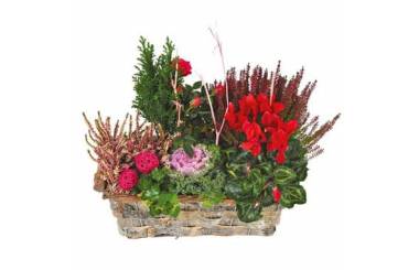 L'Agitateur Floral | image de la Coupe de plantes vertes & rouges Morphée