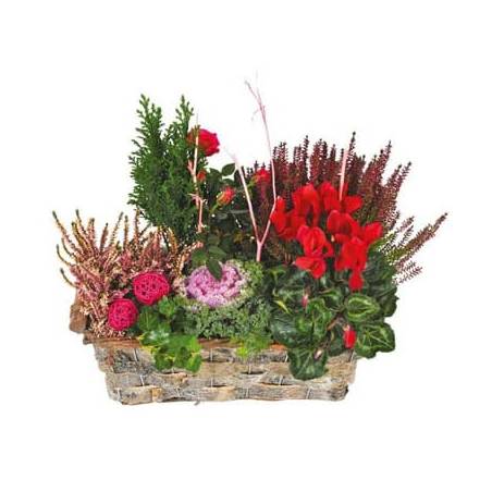 L'Agitateur Floral | image de la Coupe de plantes vertes & rouges Morphée