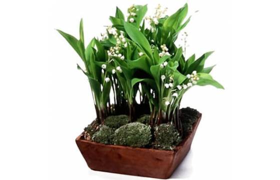 L'Agitateur Floral | image de la Composition de muguet Clochette