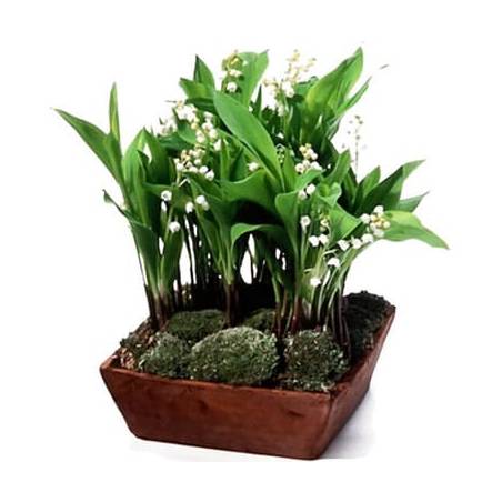 L'Agitateur Floral | image de la Composition de muguet Clochette