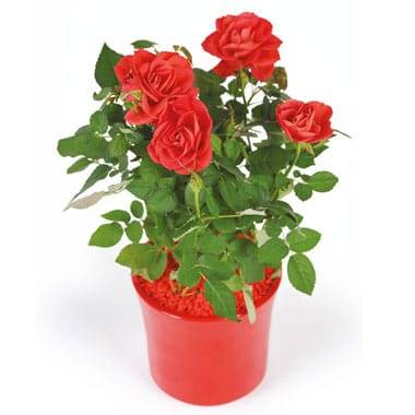 L'Agitateur Floral | image d'un rosier rouge - livraison plante saison