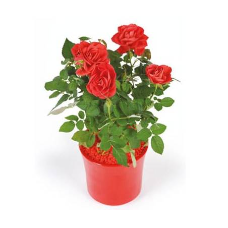 L'Agitateur Floral | image d'un rosier rouge - livraison plante saison