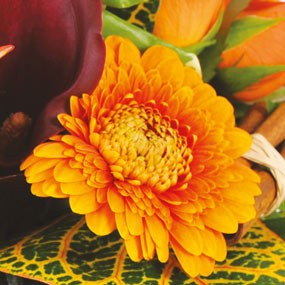 germini de couleur orange mozaique