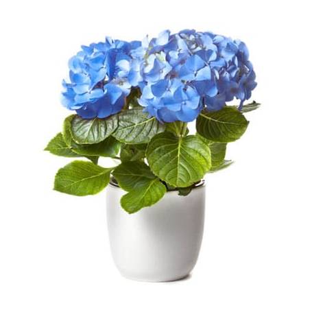 image d'une magnifique Hortensia Bleu dans son pot