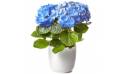 image d'une magnifique Hortensia Bleu dans son pot