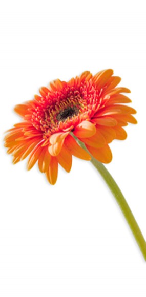 image d'une fleur, un germini