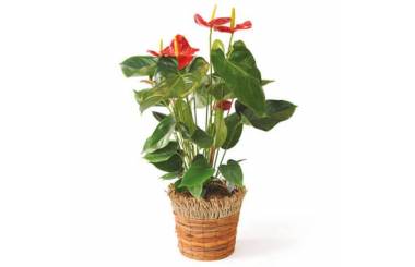 L'Agitateur Floral | image de la plante dépolluante, un anthurium