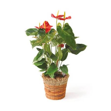 L'Agitateur Floral | image de la plante dépolluante, un anthurium