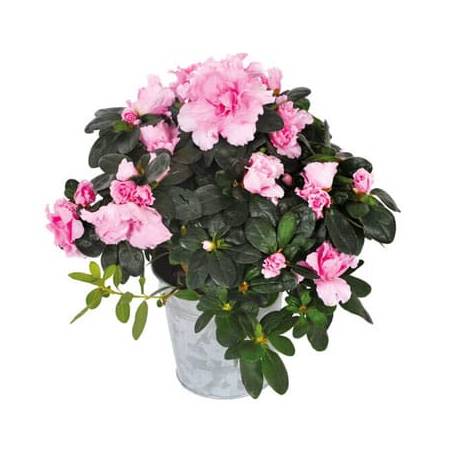 L'Agitateur Floral | Image principale de la magnifique azalée rose