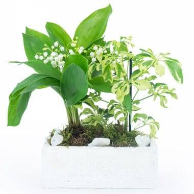 L'Agitateur Floral | image de la Composition de Muguet du nom de Brin de Détente