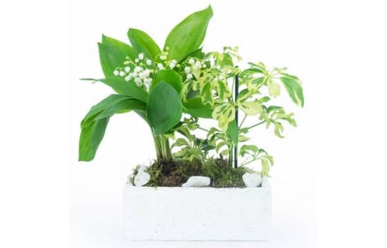 L'Agitateur Floral | image de la Composition de Muguet du nom de Brin de Détente