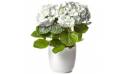 L'Agitateur Floral | image d'un magnifique Hortensia Blanc à faire livrer par un fleuriste