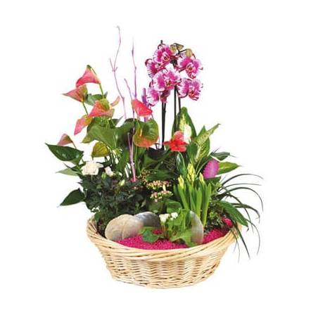 L'Agitateur Floral | image de la Coupe de plante Le Palais des Fleurs