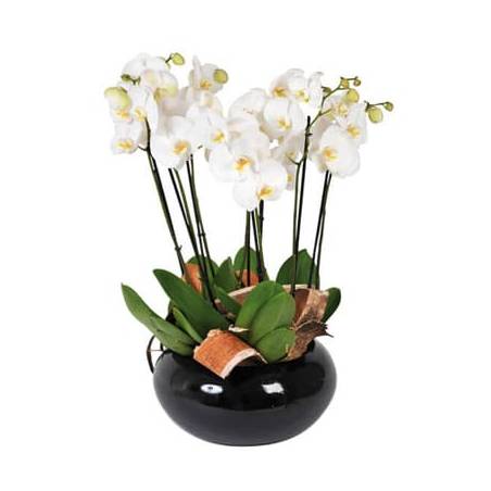 L'Agitateur Floral | image de la coupe d'orchidées blanches Dolly