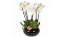 L'Agitateur Floral | image de la coupe d'orchidées blanches Dolly