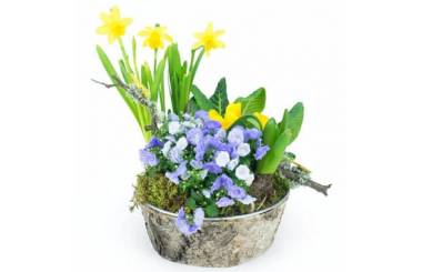 L'Agitateur Floral | image de la Composition de plantes Jonquilles en Folie