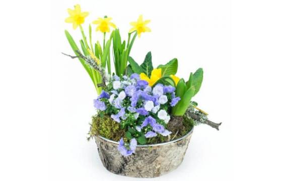 L'Agitateur Floral | image de la Composition de plantes Jonquilles en Folie