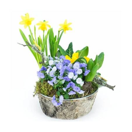 L'Agitateur Floral | image de la Composition de plantes Jonquilles en Folie